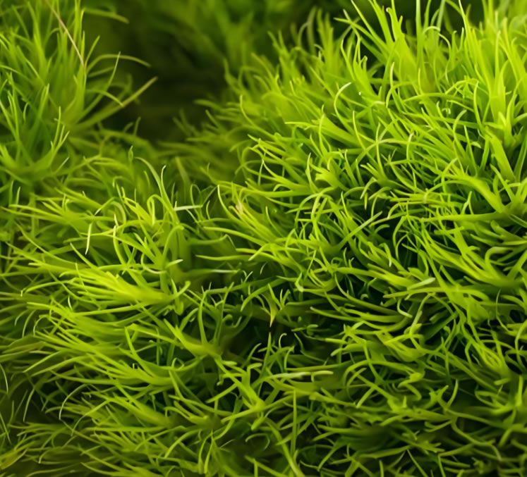 water plants
