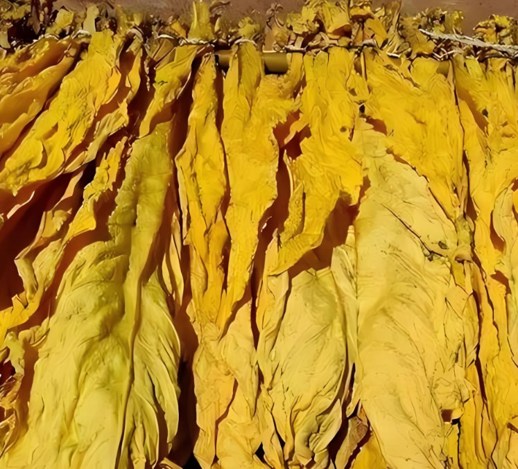 tobacco