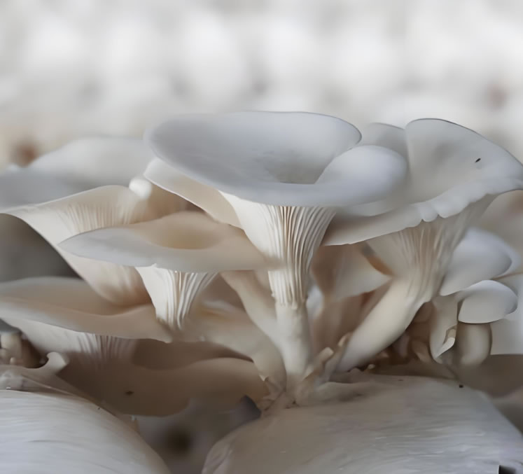 mushroom