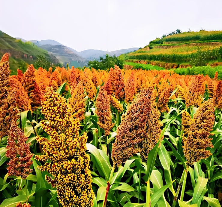 Lyure Screw Press in Sweet Sorghum Processing