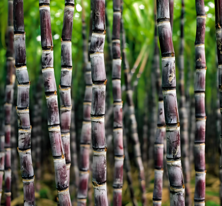 Sugar Cane Processing with Lyure Screw Presses
