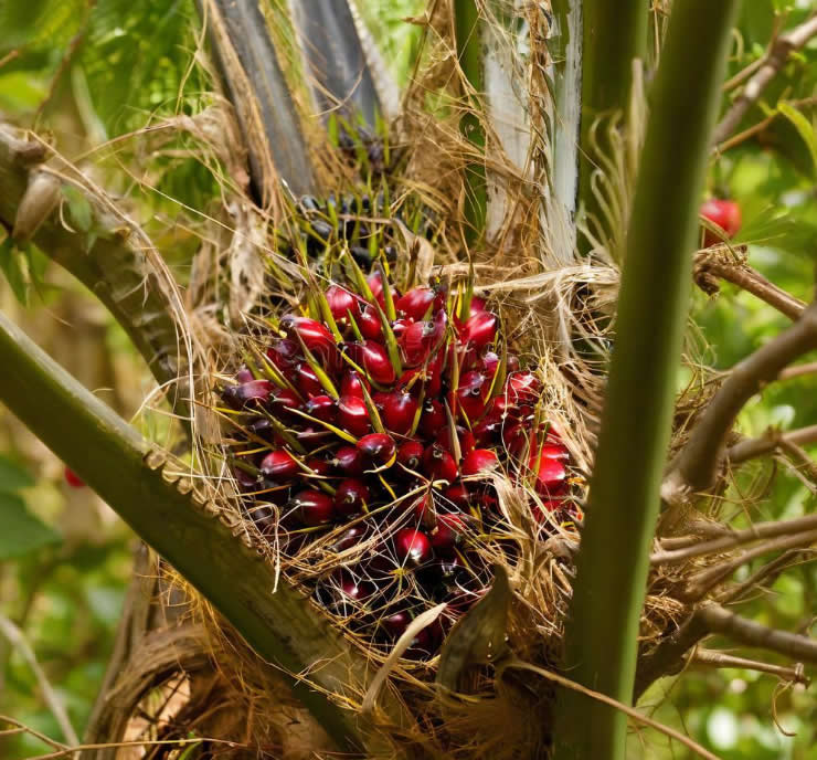 Screw Press in Palm Oil Empty Fruit Bunch Papermaking Pulping