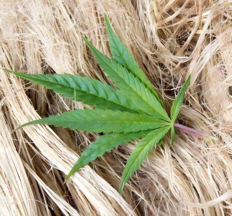 Screw Press in Hemp, Flax, and Jute Papermaking Pulping