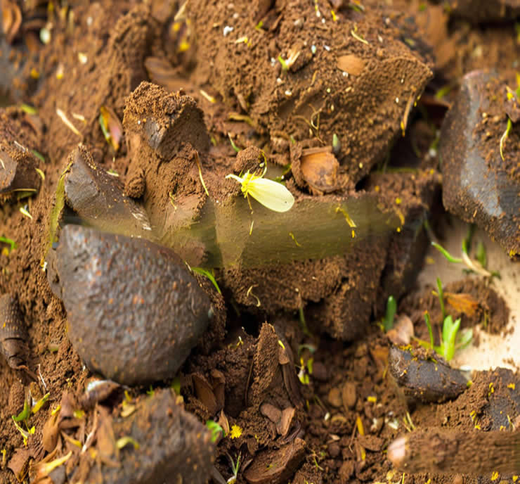 Solid-Liquid Separation for Animal Manure